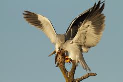 Elanio azul - Black shouldered kite