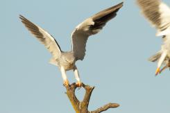 Elanio azul - Black shouldered kite