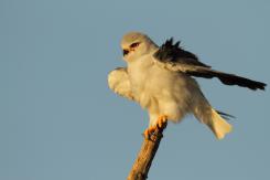 Elanio azul - Black shouldered kite
