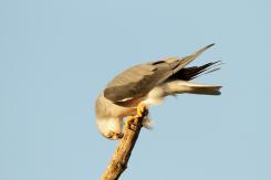 Elanio azul - Black shouldered kite