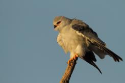 Elanio azul - Black shouldered kite