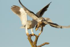 Elanio azul - Black shouldered kite