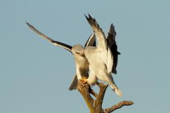Elanio azul - Black shouldered kite