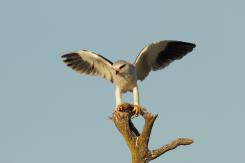 Elanio azul - Black shouldered kite