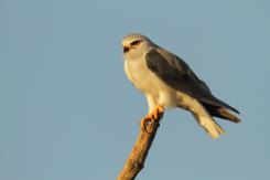 Elanio azul - Black shouldered kite