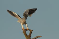 Elanio azul - Black shouldered kite