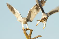 Elanio azul - Black shouldered kite