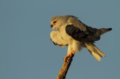 Elanio azul - Black shouldered kite