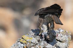Águila perdicera - bonelli's eagle