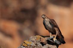Águila perdicera - bonelli's eagle