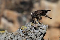 Águila perdicera - bonelli's eagle