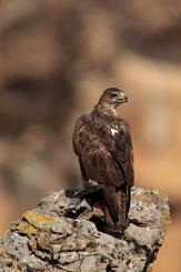 Águila perdicera - bonelli's eagle