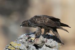 Águila perdicera - bonelli's eagle