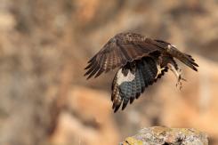 Águila perdicera - bonelli's eagle
