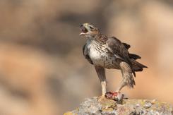 Águila perdicera - bonelli's eagle