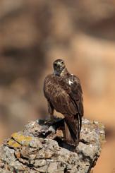 Águila perdicera - bonelli's eagle