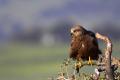 Imagen 7 de la galería de Milano negro - Black Kite