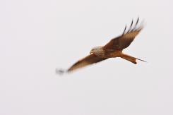 Milano real - Red Kite