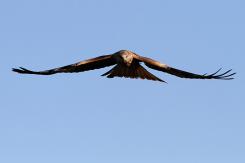 Milano real - Red Kite