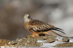 Milano real - Red Kite