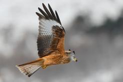 Milano real - Red Kite