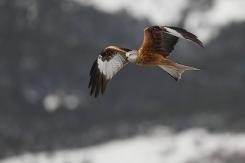 Milano real - Red Kite