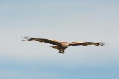 Milano real - Red Kite