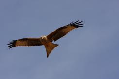 Milano real - Red Kite