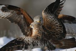 Milano real - Red Kite