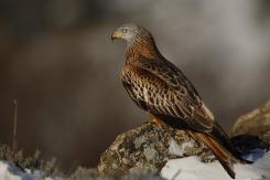Milano real - Red Kite
