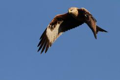 Milano real - Red Kite