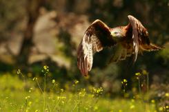 Milano real - Red Kite