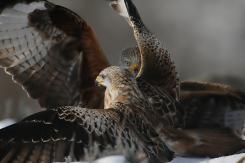 Milano real - Red Kite