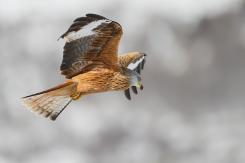 Milano real - Red Kite