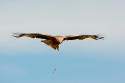 Milano real - Red Kite