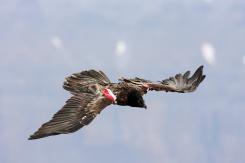 Quebrantahuesos - Lammergeier (PDF)