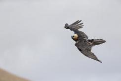 Quebrantahuesos - Lammergeier (PDF)