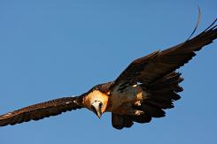 Quebrantahuesos - Lammergeier (PDF)