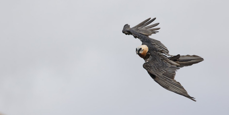 En vez de aves parecen cometas