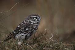 Mochuelo - Little Owl