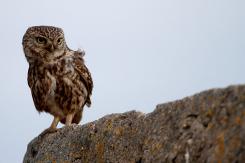 Mochuelo - Little Owl