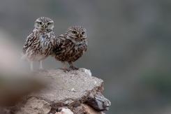 Mochuelo - Little Owl