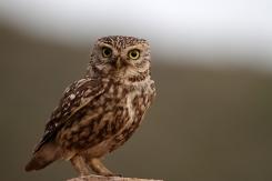 Mochuelo - Little Owl