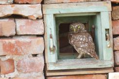 Mochuelo - Little Owl