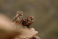 Mochuelo - Little Owl