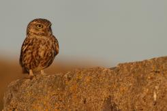 Mochuelo - Little Owl
