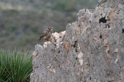 Mochuelo - Little Owl