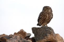 Mochuelo - Little Owl