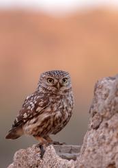 Mochuelo - Little Owl