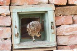 Mochuelo - Little Owl